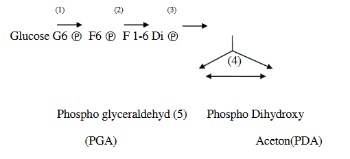Trong chuỗi phản ứng sau, ở giai đoạn nào có sự tham gia của enzym Phosphogluco isomerase: (ảnh 1)