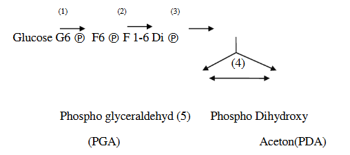 Trong chuỗi phản ứng sau, ở giai đoạn nào có sự tham gia của enzym Phosphofructosekinase (ảnh 1)