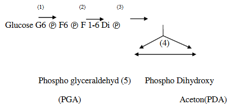 Trong chuỗi phản ứng sau, ở giai đoạn nào có sự tham gia của enzym Triophosphat isomerase: (ảnh 1)