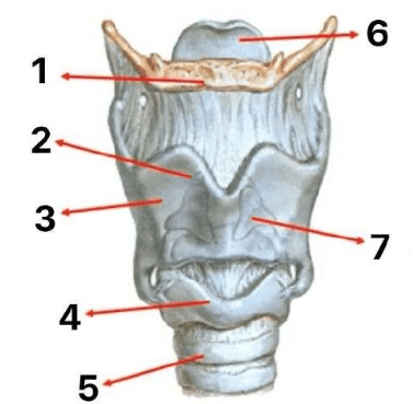 Chi tiết số 3 là: (ảnh 1)