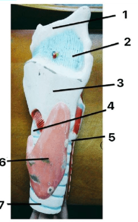 Chi tiết số 2 là: (ảnh 1)