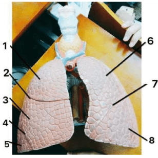 Chi tiết số 4 là: (ảnh 1)