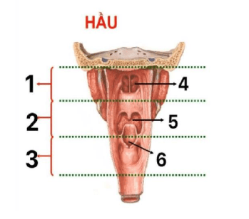 Chi tiết số 3 là: (ảnh 1)