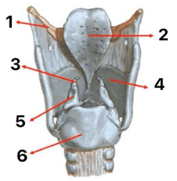 Chi tiết số 6 là: (ảnh 1)