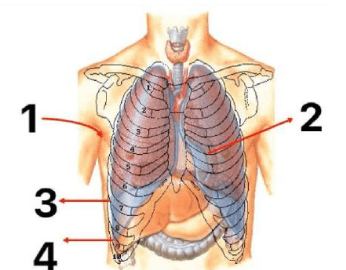 Chi tiết số 2 là: (ảnh 1)