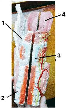 Chi tiết số 2 là: (ảnh 1)