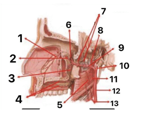 Chi tiết số 5 là: (ảnh 1)