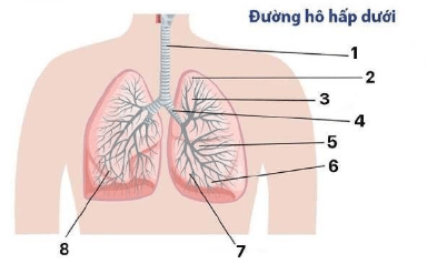 Chi tiết số 4 là: (ảnh 1)