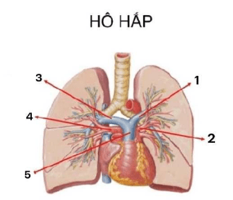 Chi tiết số 4 là: (ảnh 1)