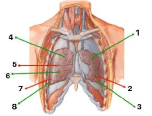Chi tiết số 5 là: (ảnh 1)