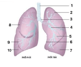 Chi tiết số 6 là: (ảnh 1)