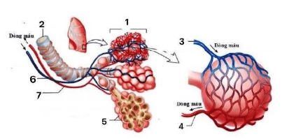 Chi tiết số 1 là: (ảnh 1)