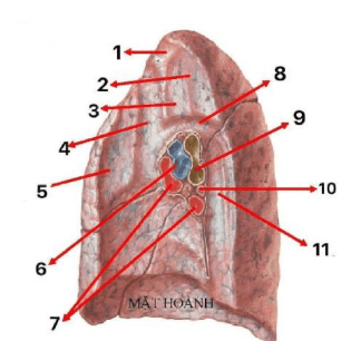 Chi tiết số 2 là: (ảnh 1)