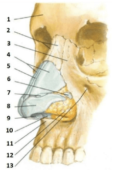 Chi tiết số 4 là: (ảnh 1)