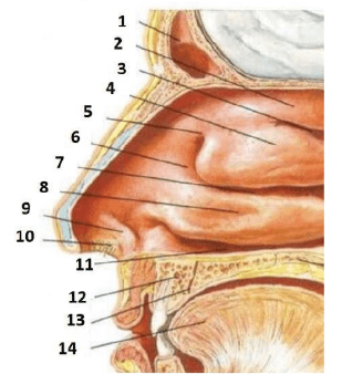 Chi tiết số 4 là: (ảnh 1)