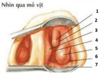 Chi tiết số 6 là: (ảnh 1)