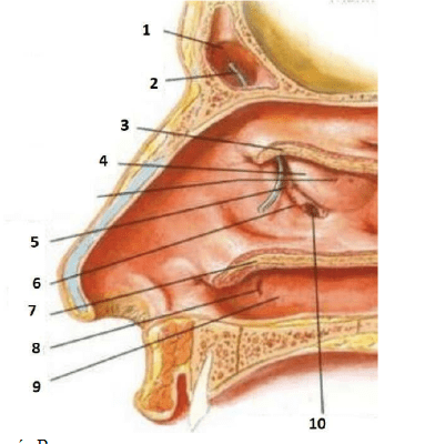Chi tiết số 5 là: (ảnh 1)