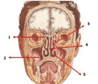 Chi tiết số 1 là: (ảnh 1)